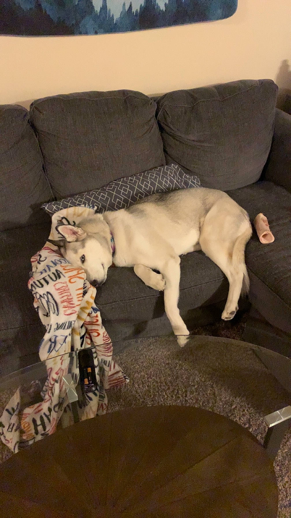 Luna joined the competition — help win amazing prizes! art, carnivore, comfort, companion_dog, couch, dog, dog_breed, dog_supply, fawn, flooring, fur, furniture, linens, liver, pet_supply, room, snout, tail, toy_dog, working_animal