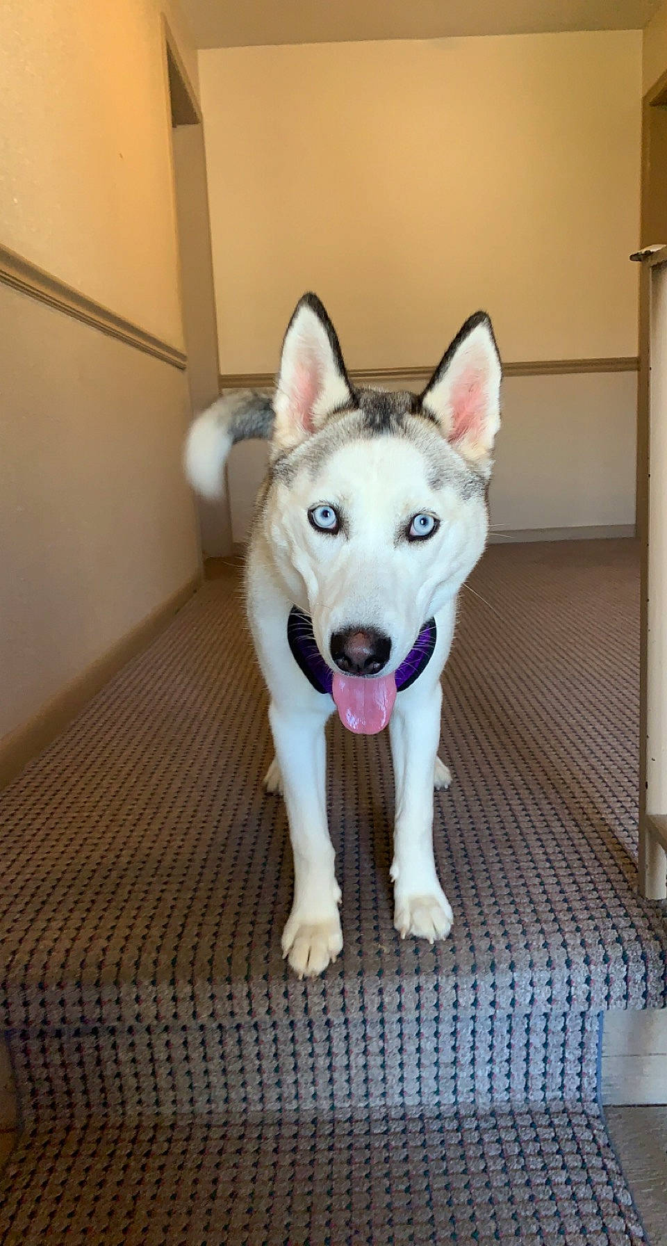 Luna joined the competition — help win amazing prizes! canidae, canis, carnivore, collar, companion_dog, dog, dog_breed, fawn, flooring, fur, jaw, paw, siberian_husky, sled_dog, snout, sporting_group, tail, whiskers, wood, working_animal