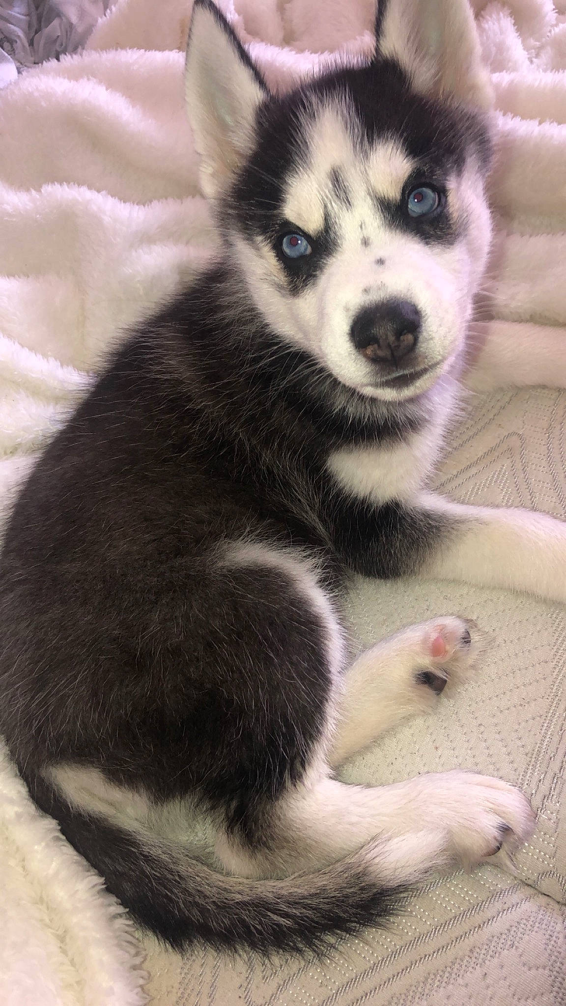 Aspen is registered to the contest to win money with this photo: alaskan_klee_kai, alaskan_malamute, canadian_eskimo_dog, canidae, carnivore, dog, dog_breed, labrador_husky, mammal, miniature_siberian_husky, native_american_indian_dog, puppy, sakhalin_husky, seppala_siberian_sleddog, siberian_husky, sled_dog, snout, tamaskan_dog, vertebrate, wolfdog