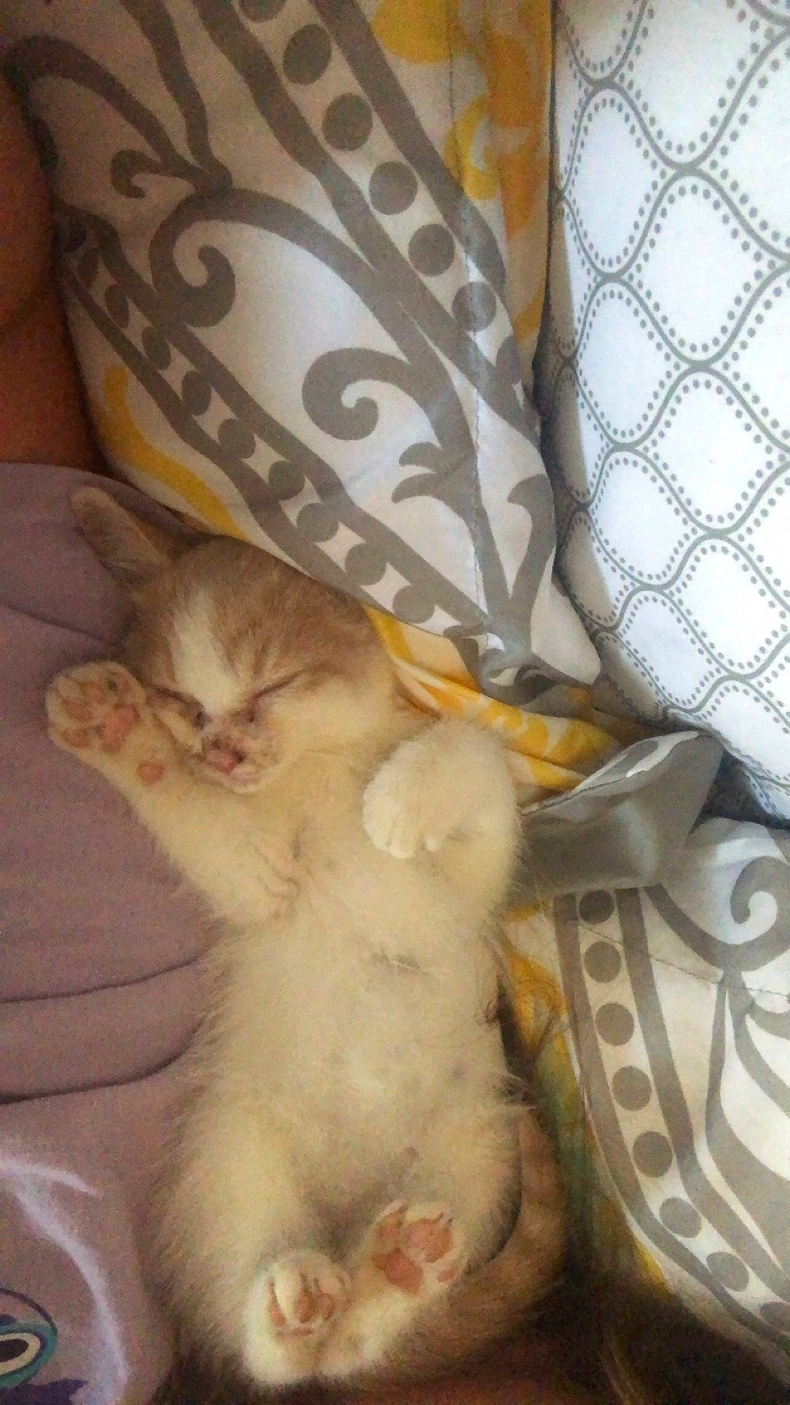 Simba is registered to the contest to win money with this photo: american_shorthair, asian, carnivore, cat, fawn, felidae, kitten, persian, small_to_medium_sized_cats, tail, whiskers