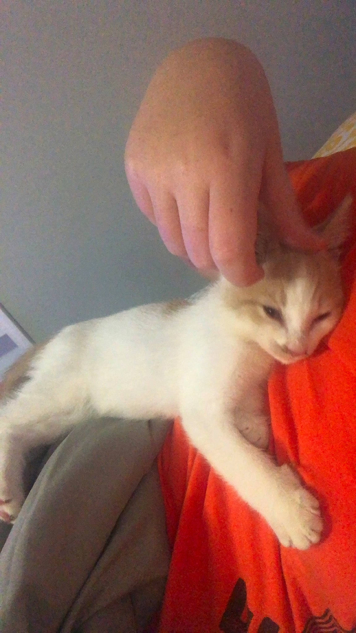 Simba joined the competition — help win amazing prizes! arabian_mau, asian, burmilla, carnivore, cat, colorpoint_shorthair, fawn, felidae, javanese, khao_manee, kitten, mammal, ojos_azules, oriental_longhair, persian, small_to_medium_sized_cats, tail, turkish_angora, turkish_van, whiskers