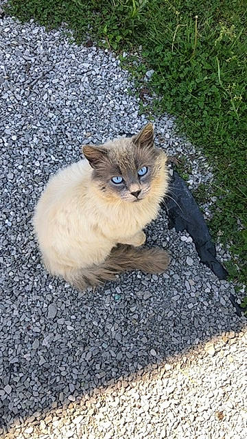 Ashes joined the competition — help win amazing prizes! asian_semi_longhair, british_semi_longhair, carnivore, cat, cymric, domestic_long_haired_cat, domestic_short_haired_cat, european_shorthair, fawn, felidae, kitten, mammal, ojos_azules, persian, polydactyl_cat, ragdoll, small_to_medium_sized_cats, vertebrate, whiskers