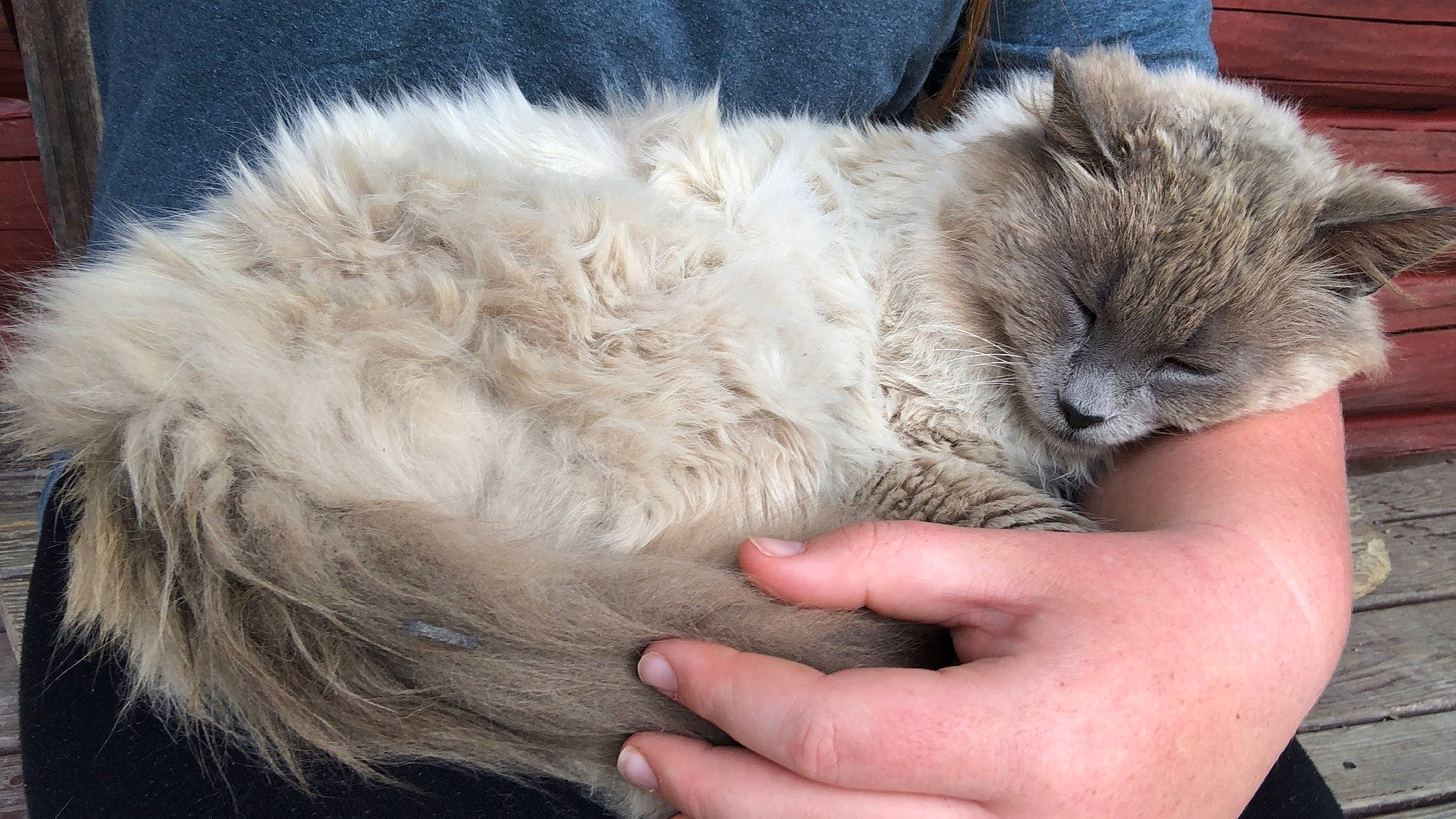 Ashes joined the competition — help win amazing prizes! asian_semi_longhair, british_longhair, british_semi_longhair, carnivore, cat, claw, domestic_long_haired_cat, ear, fawn, felidae, fur, nebelung, norwegian_forest_cat, persian, ragamuffin, ragdoll, selkirk_rex, siberian, small_to_medium_sized_cats, whiskers