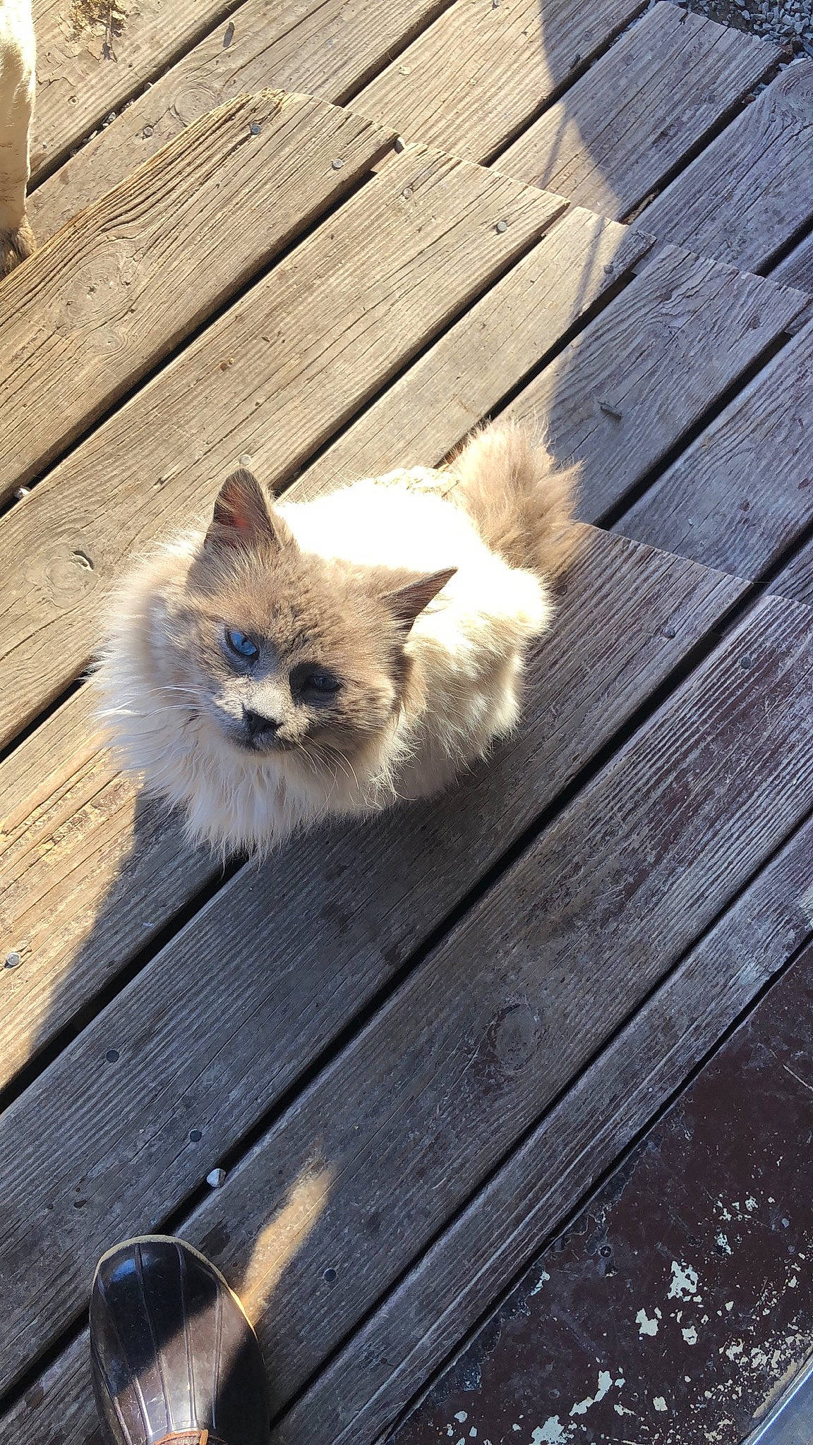 Ashes joined the competition — help win amazing prizes! british_semi_longhair, carnivore, cat, domestic_long_haired_cat, fawn, felidae, fur, hardwood, kitten, ragamuffin, ragdoll, small_to_medium_sized_cats, tail, whiskers, wood