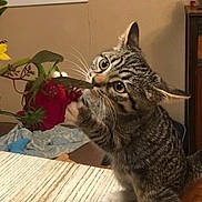 Kiki joined the competition — help win amazing prizes! cat, kitten, tabby, flower, rose, table, curious, petal, indoor, window, plant, yellow_flower, wood, home, furniture, whiskers, paws, playful, domestic_animal, closeup