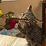 cat, kitten, tabby, flower, rose, table, curious, petal, indoor, window, plant, yellow_flower, wood, home, furniture, whiskers, paws, playful, domestic_animal, closeup