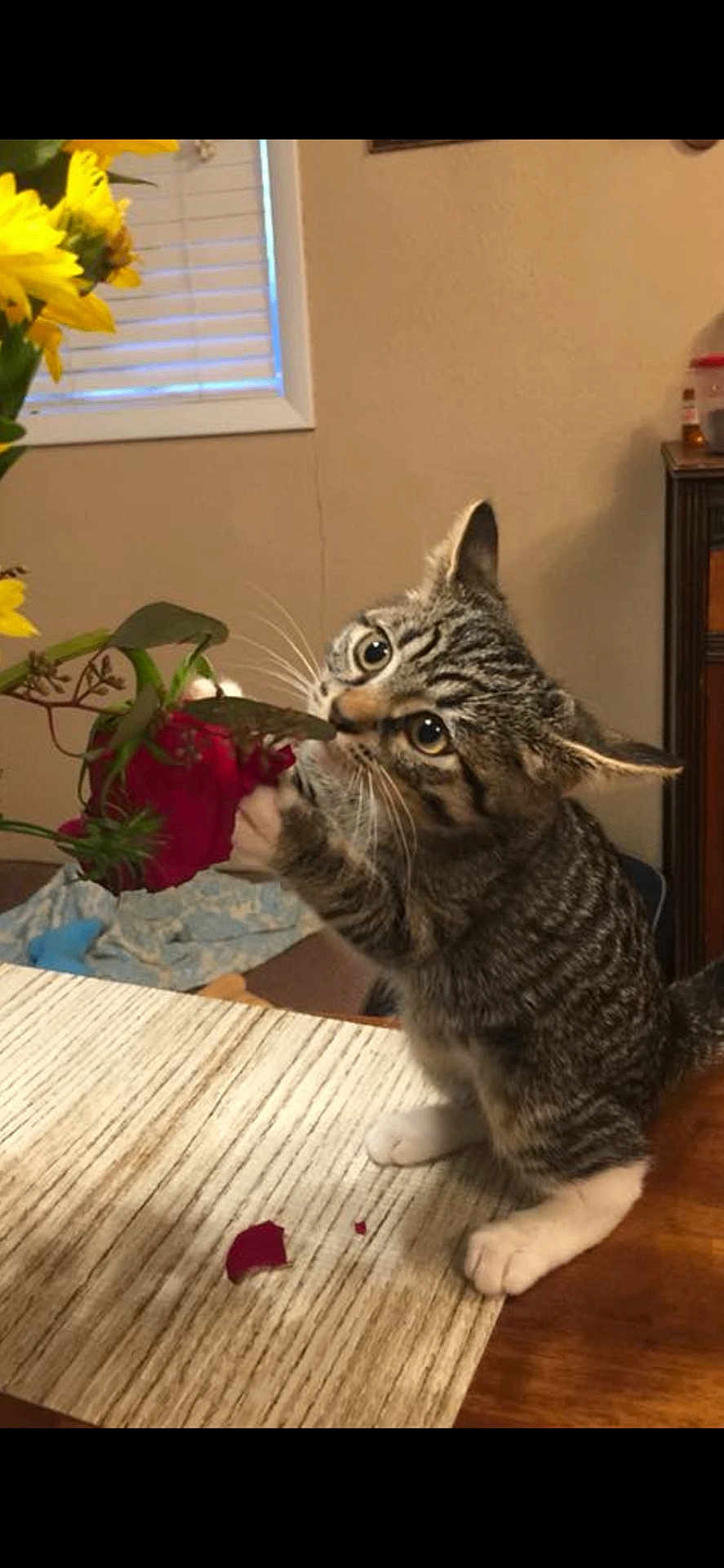 Kiki joined the competition — help win amazing prizes! cat, kitten, tabby, flower, rose, table, curious, petal, indoor, window, plant, yellow_flower, wood, home, furniture, whiskers, paws, playful, domestic_animal, closeup