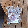 Fynn joined the competition — help win amazing prizes! dog, pitbull, blue_eyes, wooden_deck, looking_up, paw, tail, welcome_mat, boots, outdoor, pet, canine, fur, snout, ears, tongue_hidden, brown, white_markings, flooring, curious