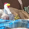 Fynn joined the competition — help win amazing prizes! animal, blanket, brown, chicken_toy, comfort, couch, cozy, dog, domestic, fur, home, indoor, nap, pet, plush_toy, relaxed, resting, sleeping, stuffed_animal, white