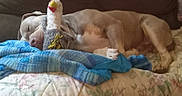 Fynn is registered to the contest to win money with this photo: animal, bed, blanket, brown_dog, canine, comfort, couch, cozy, dog, domestic, floral_bedspread, home, indoor, nap, pet, plush_bird, relaxation, resting, sleeping, stuffed_toy