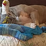 animal, bed, blanket, brown_dog, canine, comfort, couch, cozy, dog, domestic, floral_bedspread, home, indoor, nap, pet, plush_bird, relaxation, resting, sleeping, stuffed_toy