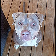 Fynn is registered to the contest to win money with this photo: dog, blue_eyes, wooden_deck, pet, canine, looking_up, flooring, welcome_mat, boots, ears, tail, snout, outdoor, domestic_animal, companion, animal_portrait, paws, brown, white, friendly