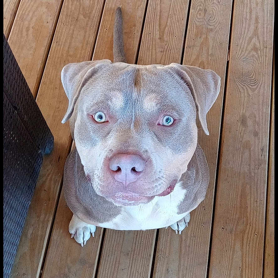 Fynn
