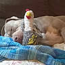 animal, blanket, brown_dog, chicken_toy, comfort, couch, cozy, cute, dog, domestic, furniture, home, indoor, nap, pet, plush_toy, relaxed, resting, sleeping, soft_toy