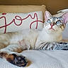 Bella is registered to the contest to win money with this photo: cat, blue_eyes, couch, pillow, joy, indoor, pet, feline, relaxed, white, striped, closeup, fur, whiskers, pink_nose, cozy, home, animal, laying, cute