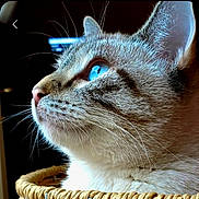 Bella is registered to the contest to win money with this photo: cat, close_up, profile, blue_eyes, whiskers, fur, basket, pet, animal, domestic_cat, looking_up, side_view, indoors, soft_lighting, feline, cute, portrait, face, nose, ears