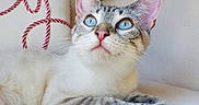 Bella joined the competition — help win amazing prizes! cat, blue_eyes, pet, feline, whiskers, indoor, pillow, soft_furniture, curious, relaxed, close_up, striped_fur, pink_nose, ears, animal, mammal, resting, domestic_animal, cute, portrait