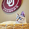 Bella joined the competition — help win amazing prizes! cat, blue_eyes, basket, woven, indoor, wall, sign, circular_sign, text, sooners, calm, relaxed, feline, animal, pet, closeup, portrait, light, beige_wall, curious