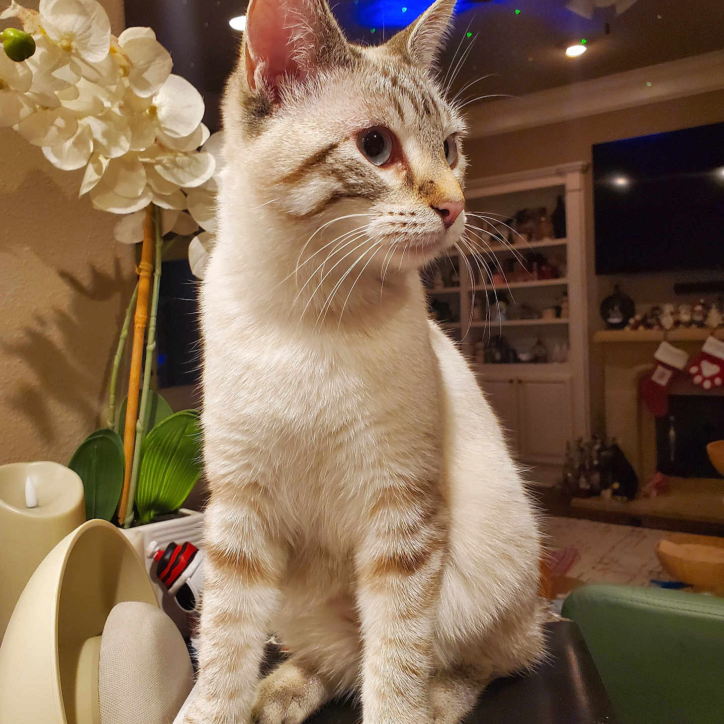 Bella