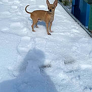 Bruno is registered to the contest to win money with this photo: dog, chihuahua, snow, outdoor, pet, small_dog, ramp, shadow, ear, animal, canine, winter, fence, trash_bin, sunlight, sidewalk, daytime, brown, standing, alert