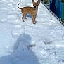 dog, chihuahua, snow, outdoor, pet, small_dog, ramp, shadow, ear, animal, canine, winter, fence, trash_bin, sunlight, sidewalk, daytime, brown, standing, alert