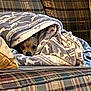 Bruno is registered to the contest to win money with this photo: dog, blanket, couch, plaid, pet, cozy, indoor, resting, small_dog, wrapped, fur, home, comfort, animal, canine, cute, relaxed, snuggled, face, hide_and_seek