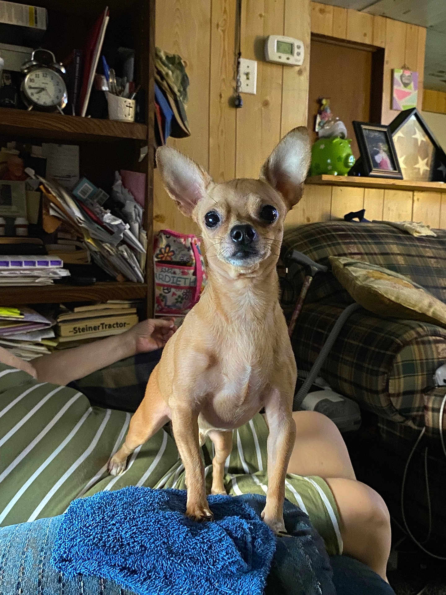 Bruno