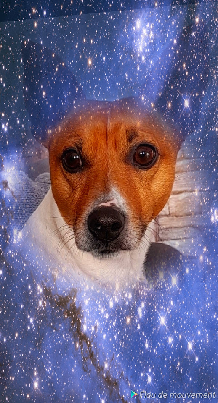 Poupy a rejoint le concours — aidez-le/la à gagner de superbes lots ! art, astronomical_object, canidae, carnivore, circle, companion_dog, dog, dog_breed, electric_blue, fawn, fur, illustration, painting, sky, snout, snow, space, sporting_group, whiskers, winter