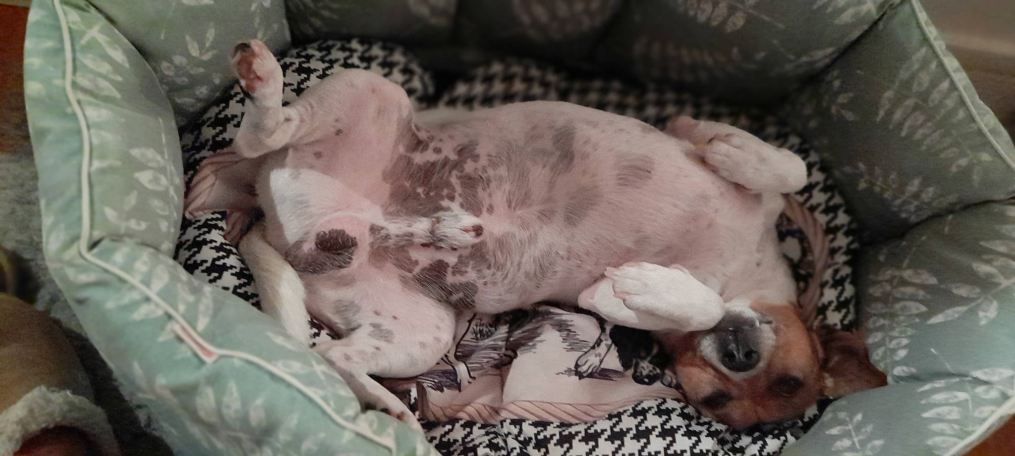 Poupy a rejoint le concours — aidez-le/la à gagner de superbes lots ! canidae, carnivore, chest, child, comfort, companion_dog, dog, dog_breed, fawn, flesh, guard_dog, monochrome_photography, non_sporting_group, pattern, paw, porcelain, sporting_group, toy_dog, working_animal