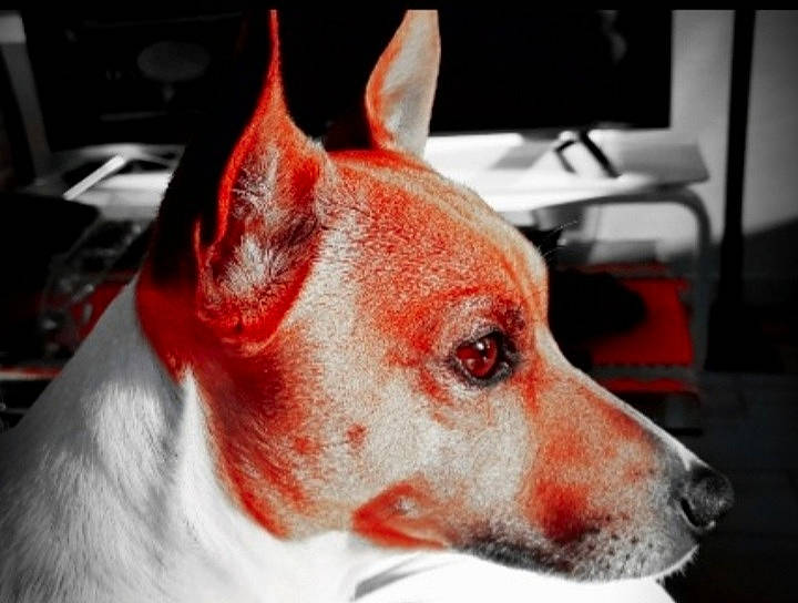 Poupy participe au concours pour gagner de l'argent avec cette photo : ancient_dog_breeds, canidae, carmine, carnivore, collar, companion_dog, dog, dog_breed, dog_sports, dog_supply, ear, fawn, fur, non_sporting_group, portuguese_podengo, sighthound, snout, sporting_group, whiskers, working_animal