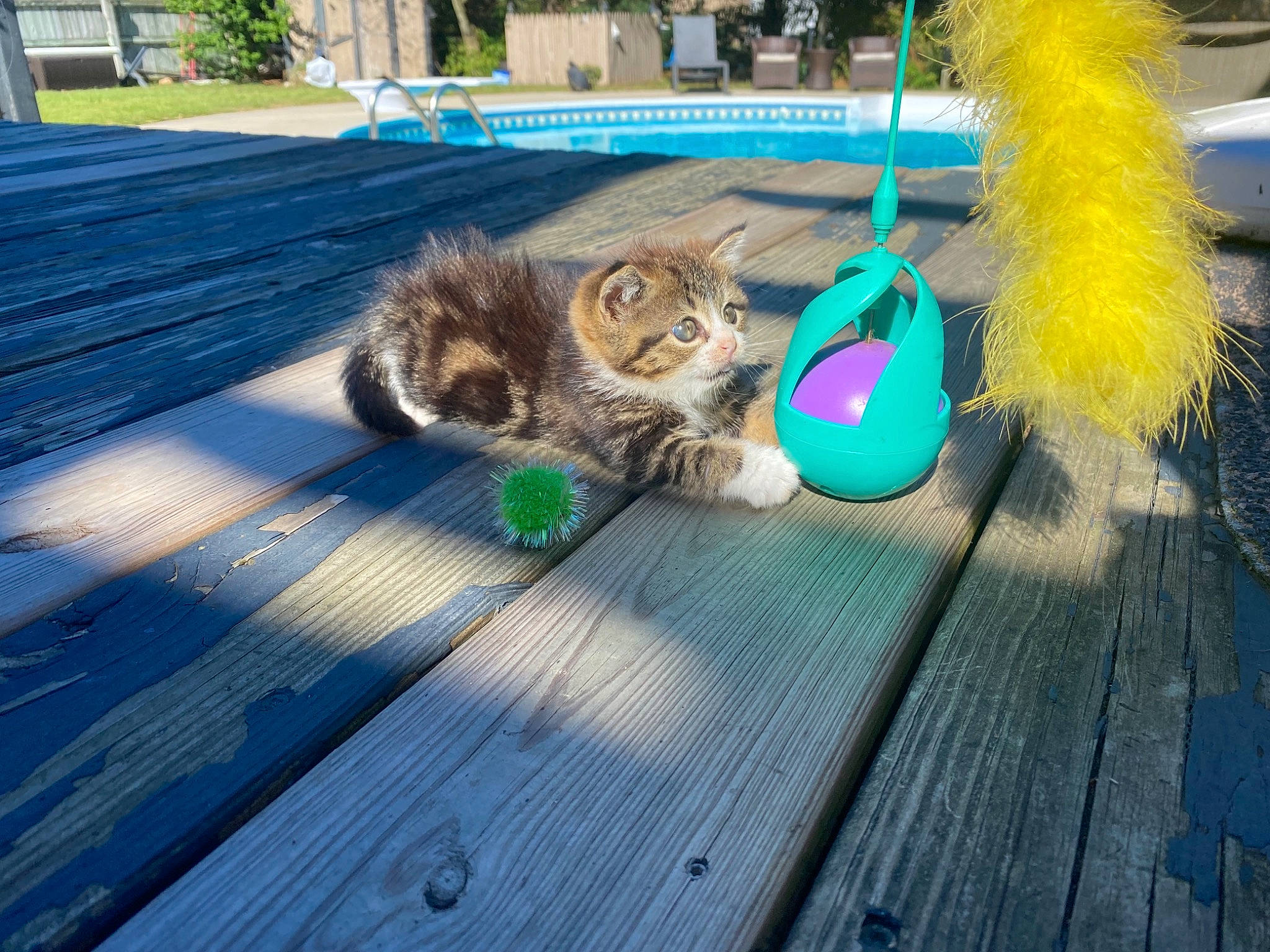 Booboo joined the competition — help win amazing prizes! asphalt, carnivore, cat, companion_dog, fawn, felidae, floor, flooring, grass, hardwood, leisure, plank, plant, road_surface, sidewalk, small_to_medium_sized_cats, tail, whiskers, wood, wood_stain