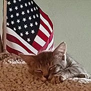 Mouchi is registered to the contest to win money with this photo: kitten, cat, sleeping, blanket, crochet, american_flag, indoor, cozy, pet, fur, resting, cute, animal, nap, domestic_cat, ears, whiskers, soft, closeup, relaxation