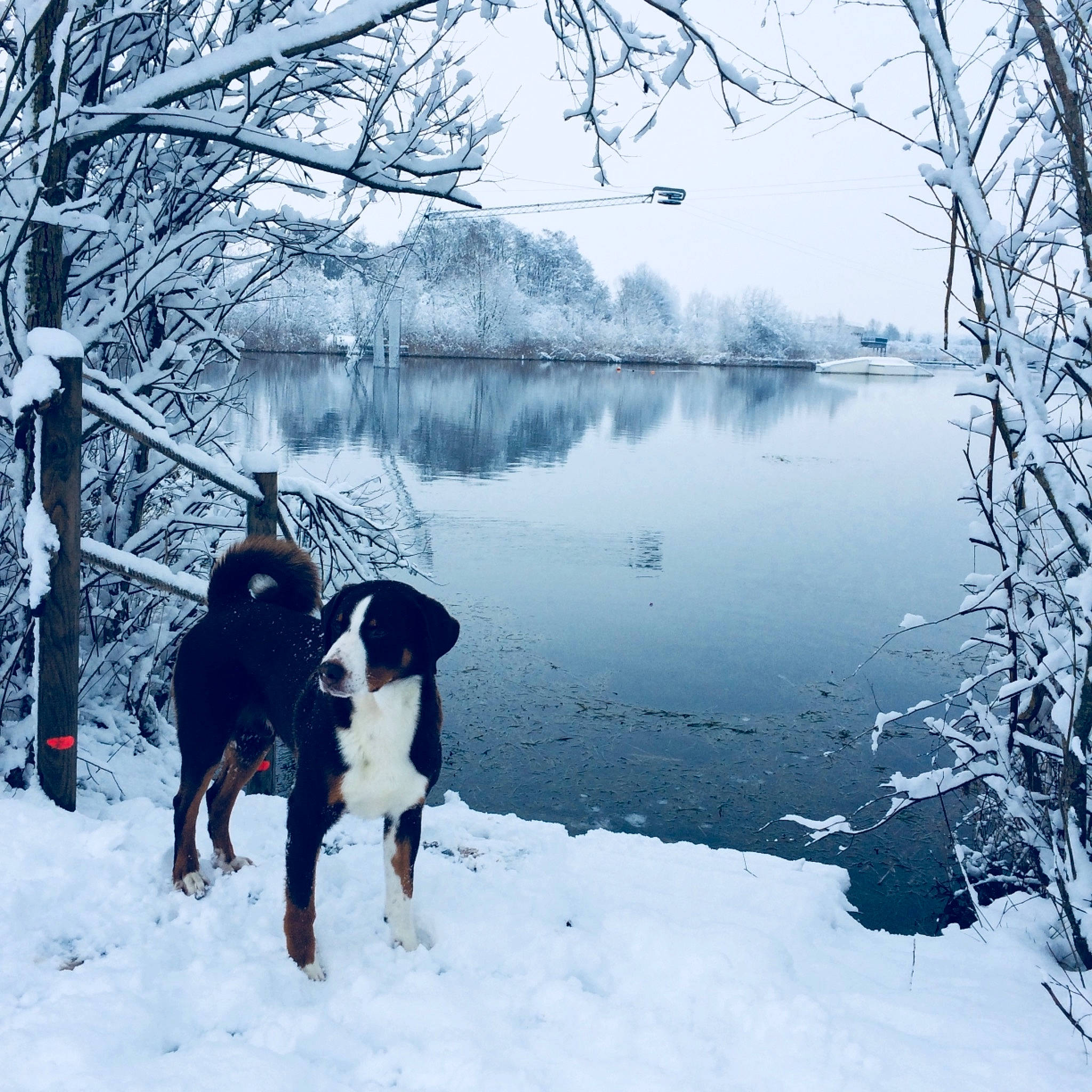 Icône a rejoint le concours — aidez-le/la à gagner de superbes lots ! beauceron, canidae, carnivore, dog, dog_breed, dog_walking, entlebucher_mountain_dog, freezing, greater_swiss_mountain_dog, guard_dog, hunting_dog, ice, lake, snow, sporting_group, transylvanian_hound, tree, winter, working_dog