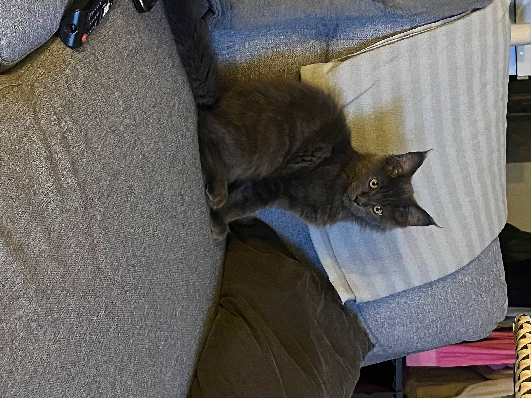 Berlioz a rejoint le concours — aidez-le/la à gagner de superbes lots ! bag, black_cat, carnivore, cat, cat_supply, chartreux, comfort, couch, domestic_short_haired_cat, felidae, fur, grey, linens, nap, room, russian_blue, small_to_medium_sized_cats, tail, whiskers, wood