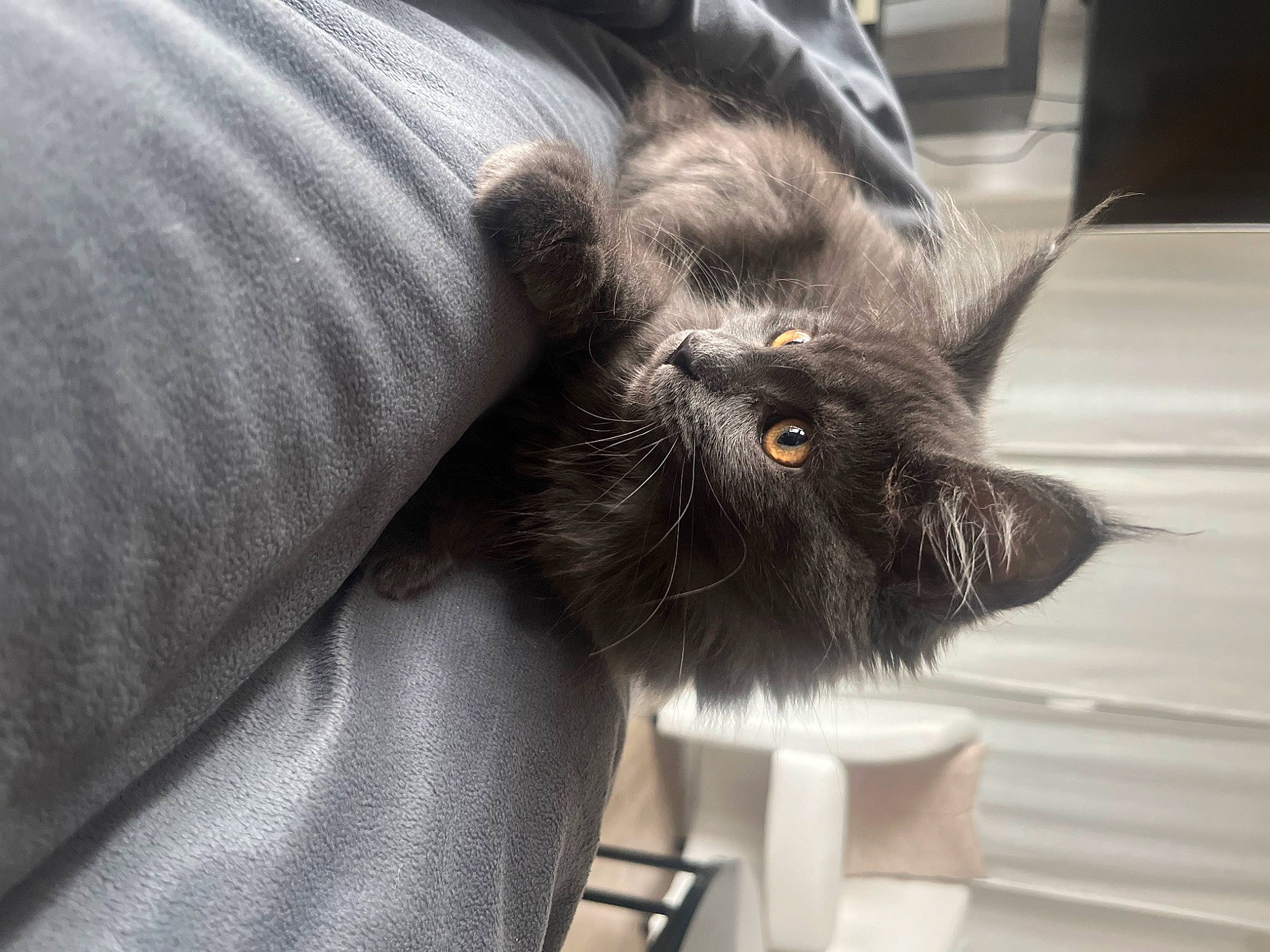 Berlioz participe au concours pour gagner de l'argent avec cette photo : black_cat, carnivore, cat, claw, comfort, domestic_short_haired_cat, ear, felidae, fur, grey, human_leg, natural_material, paw, small_to_medium_sized_cats, snout, tail, terrestrial_animal, whiskers