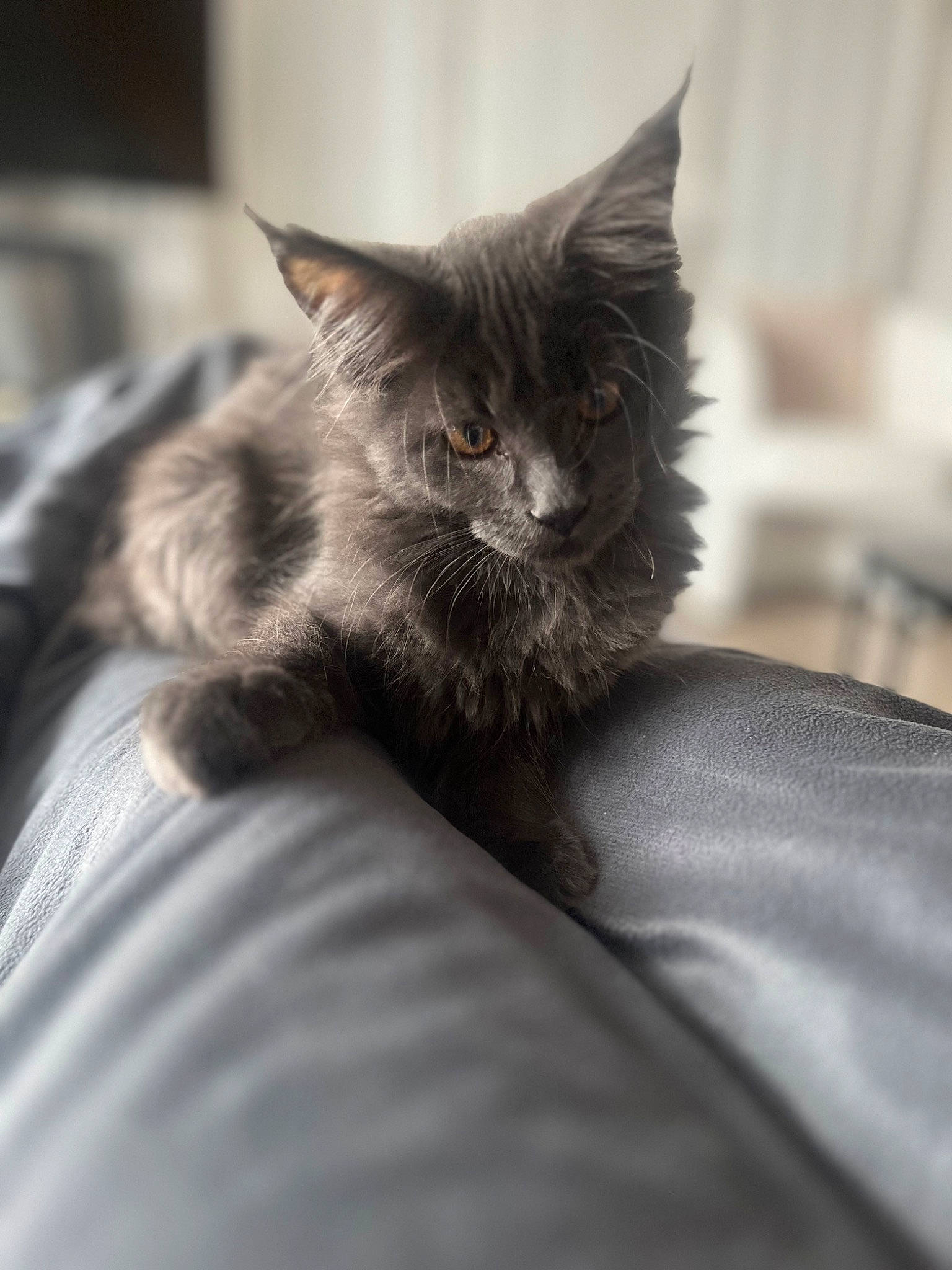 Berlioz a rejoint le concours — aidez-le/la à gagner de superbes lots ! bed, black_cat, carnivore, cat, claw, comfort, domestic_short_haired_cat, eye, felidae, fur, grey, iris, monochrome, monochrome_photography, paw, sitting, small_to_medium_sized_cats, snout, tail, whiskers