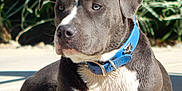 Gunner is registered to the contest to win money with this photo: