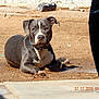 Gunner is registered to the contest to win money with this photo: