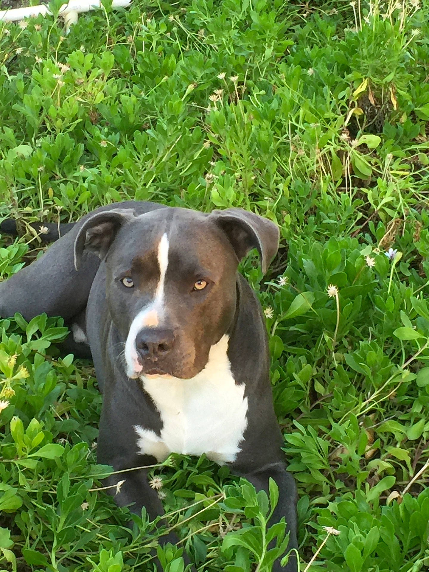 Gunner joined the competition — help win amazing prizes! dog_breed, dog_breed_group, dog_like_mammal, fauna, grass, grass_family, plant, snout