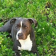 Gunner joined the competition — help win amazing prizes! dog_breed, dog_breed_group, dog_like_mammal, fauna, grass, grass_family, plant, snout