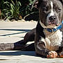 Gunner joined the competition — help win amazing prizes!