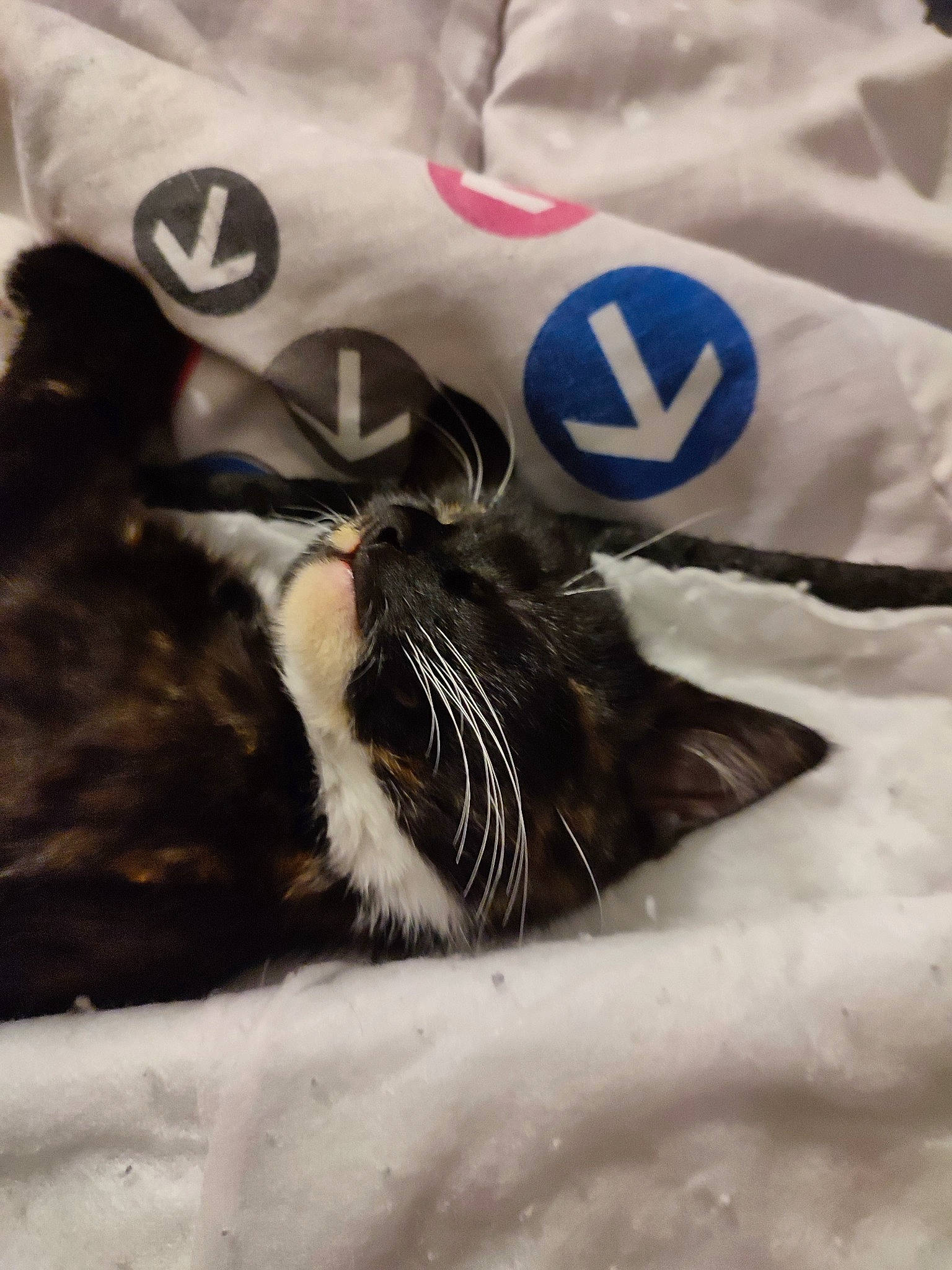 Pull Ups a rejoint le concours — aidez-le/la à gagner de superbes lots ! bedding, carnivore, cat, claw, comfort, domestic_short_haired_cat, felidae, foot, fur, human_leg, linens, nap, paw, small_to_medium_sized_cats, snout, tail, terrestrial_animal, textile, water, whiskers