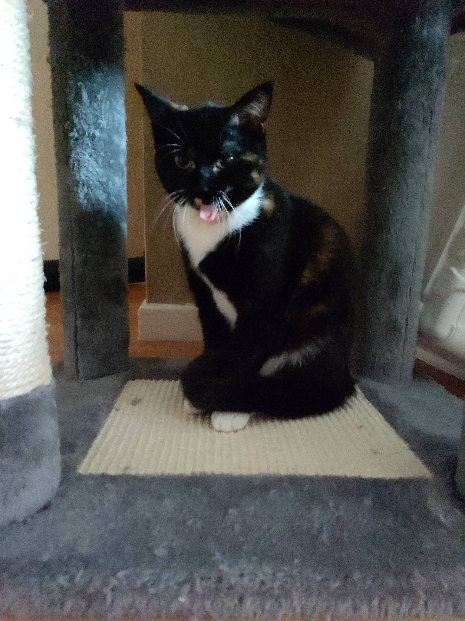 Pull Ups participe au concours pour gagner de l'argent avec cette photo : black_cat, canidae, carnivore, cat, dog_breed, domestic_short_haired_cat, felidae, flooring, formal_wear, fur, grey, paw, road_surface, sitting, small_to_medium_sized_cats, snout, stairs, tail, whiskers, window