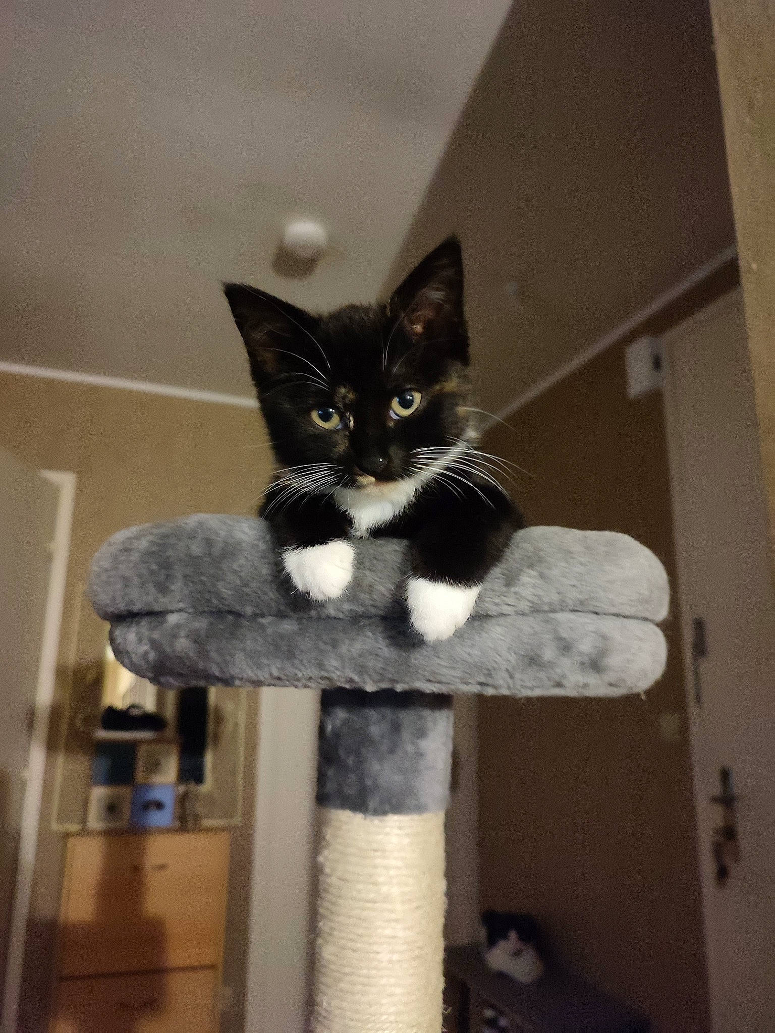 Pull Ups a rejoint le concours — aidez-le/la à gagner de superbes lots ! cardboard, carnivore, cat, cat_furniture, cat_supply, domestic_short_haired_cat, felidae, fur, grey, room, shelf, small_to_medium_sized_cats, tail, whiskers, window, wood