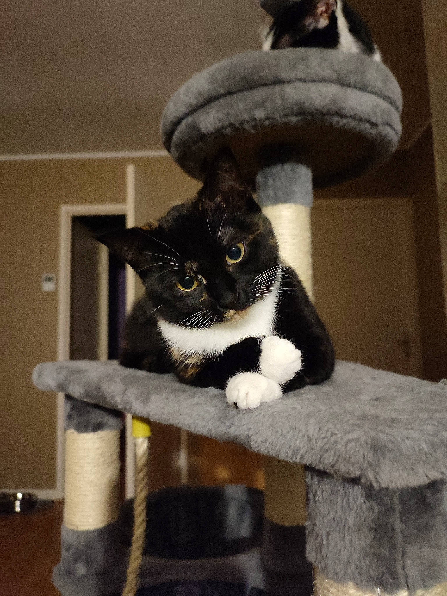 Pull Ups a rejoint le concours — aidez-le/la à gagner de superbes lots ! carnivore, cat, cat_furniture, cat_supply, claw, comfort, domestic_short_haired_cat, felidae, fur, hat, moustache, paw, room, shelf, small_to_medium_sized_cats, snout, tail, whiskers, window, wood