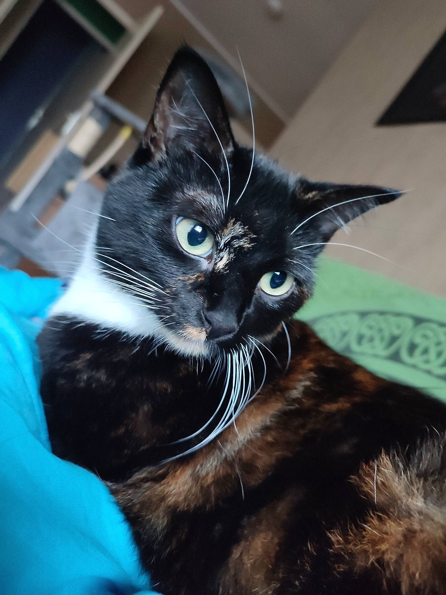 Pull Ups a rejoint le concours — aidez-le/la à gagner de superbes lots ! black_cat, carnivore, cat, claw, comfort, domestic_short_haired_cat, ear, electric_blue, eye, felidae, fur, head, iris, small_to_medium_sized_cats, snout, terrestrial_animal, whiskers, window