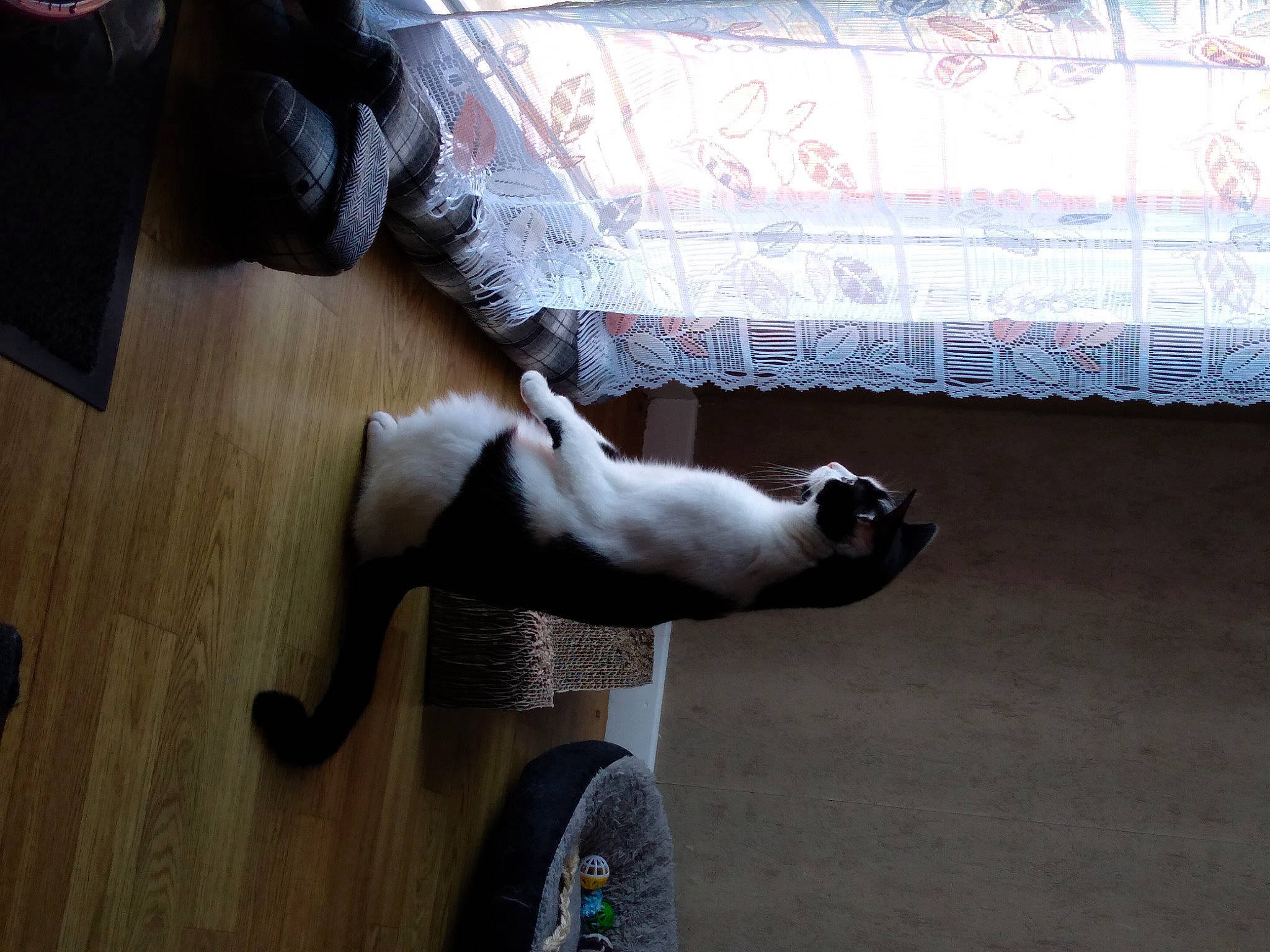 Comète a rejoint le concours — aidez-le/la à gagner de superbes lots ! carnivore, cat, comfort, companion_dog, dog_breed, door, fawn, felidae, floor, flooring, foot, fur, hardwood, human_leg, room, small_to_medium_sized_cats, tail, tire, wheel, wood