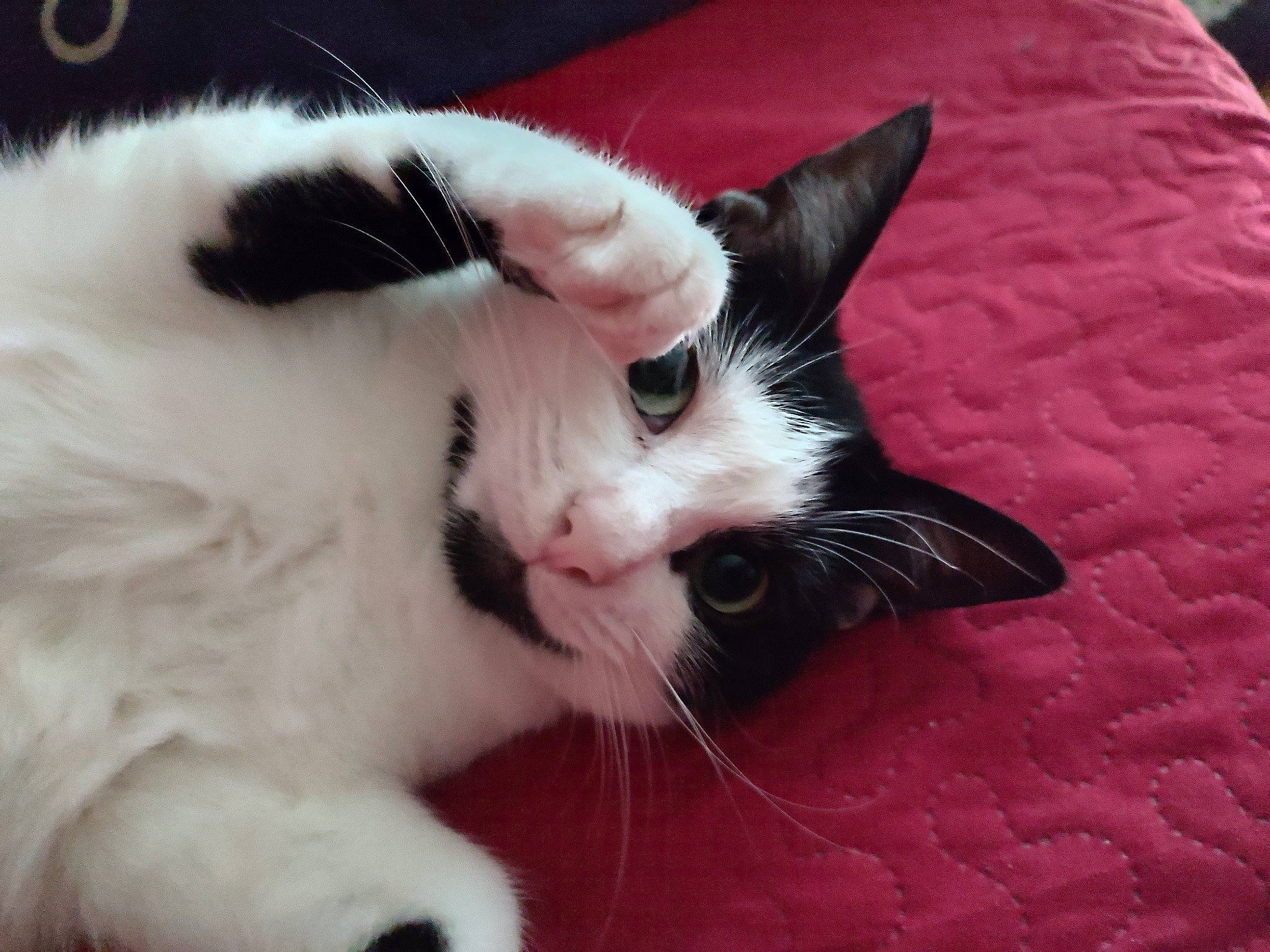 Comète a rejoint le concours — aidez-le/la à gagner de superbes lots ! carnivore, cat, claw, comfort, domestic_short_haired_cat, felidae, foot, fur, iris, nose, paw, plant, small_to_medium_sized_cats, snout, tail, whiskers