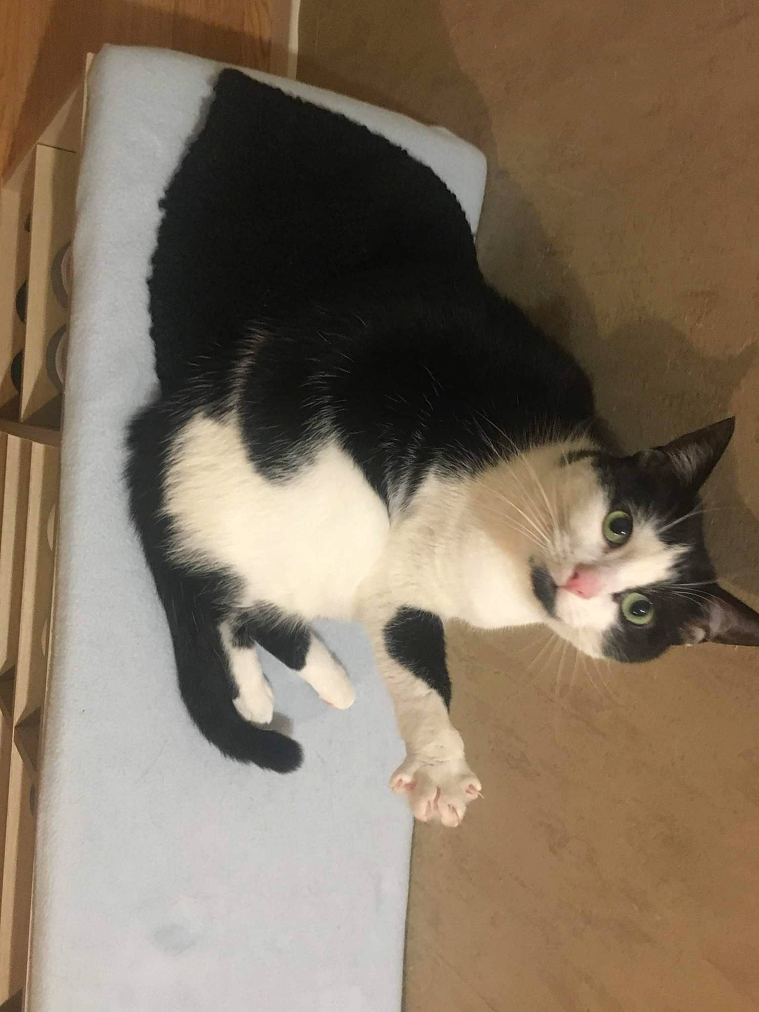 Comète a rejoint le concours — aidez-le/la à gagner de superbes lots ! carnivore, cat, comfort, domestic_short_haired_cat, felidae, flooring, fur, hardwood, paw, small_to_medium_sized_cats, snout, tail, vertebrate, whiskers, wood