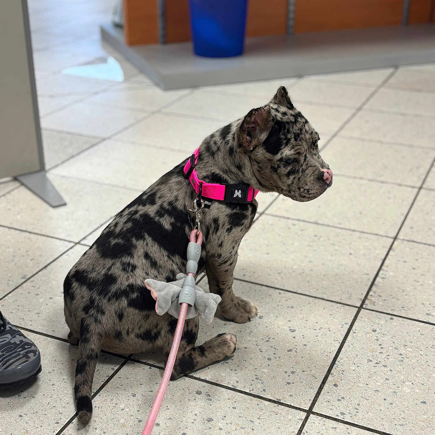 Isis participe au concours pour gagner de l'argent avec cette photo : accessories, animal, bucket, bulldog, canine, clothing, dog, footwear, greatdane, hound, indoors, interiordesign, leash, person, pet, puppy, runningshoe, shoe, strap, tile